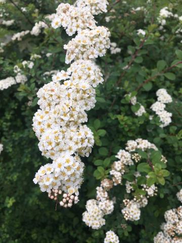 Foto van Driepuntige spirea