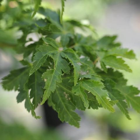 Foto van Acer 'Shishigashira'