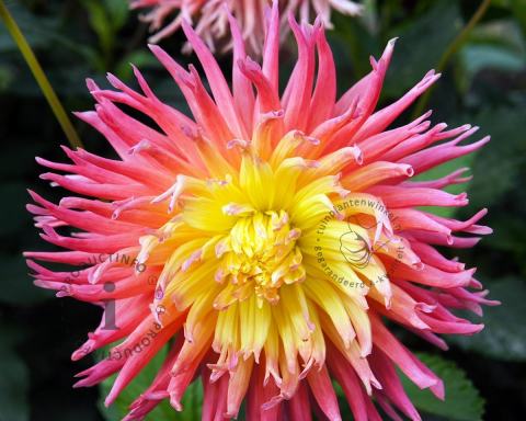 Foto van Dahlia ‘Alfred Grille’