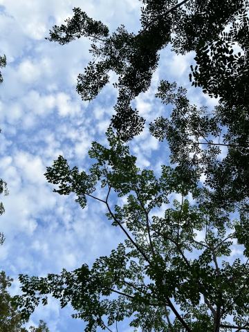 Foto van Zwarte parelboom