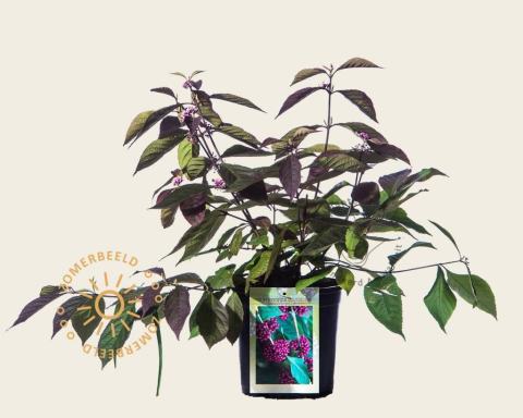 Foto van Schoonvrucht ‘Profusion’