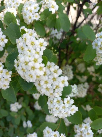 Foto van Vanhouttes spirea