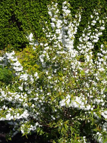 Foto van Prunus 'Alboplena'