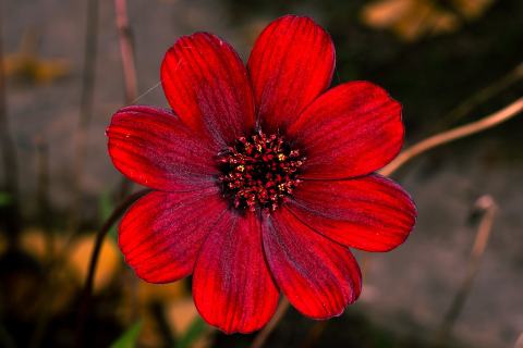 Foto van Chocoladecosmea