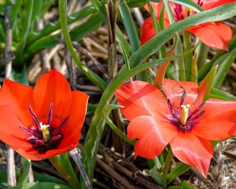 Foto van Smalbladtulp