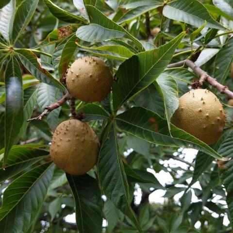 Foto van Aesculus 'Nana'