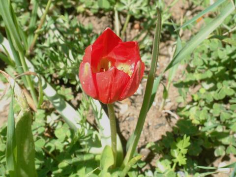 Foto van Balkantulp