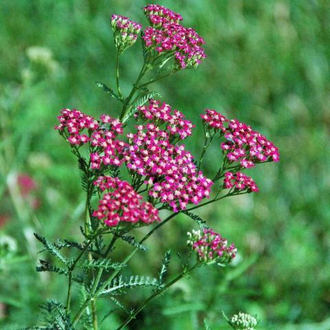 Foto van Achillea 'Red Beauty'