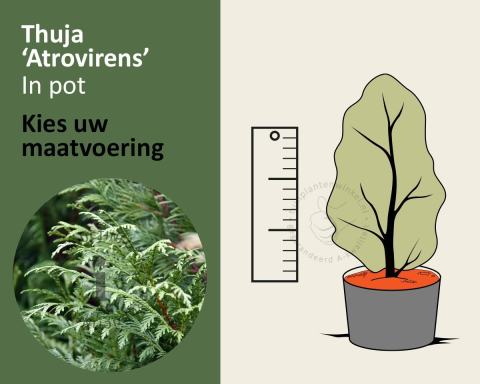 Foto van Reuzenlevensboom ‘Atrovirens’