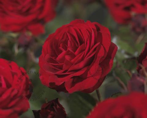 Foto van Klimroos ‘Paul's Scarlet Climber’
