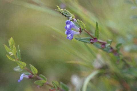 Foto van Blauw glidkruid
