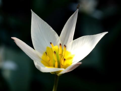 Foto van Veelbloemige tulp