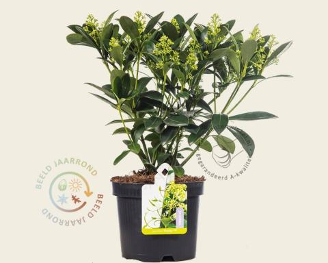 Foto van Skimmia (Mannelijk) ‘Finchy’