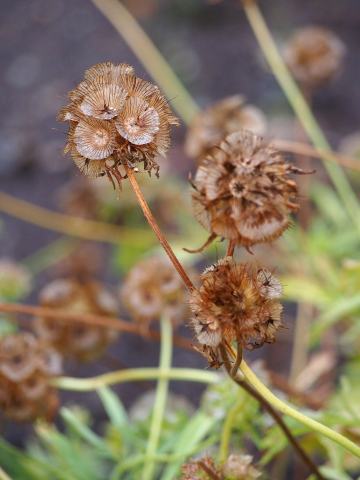Foto van Sterkogelbloem