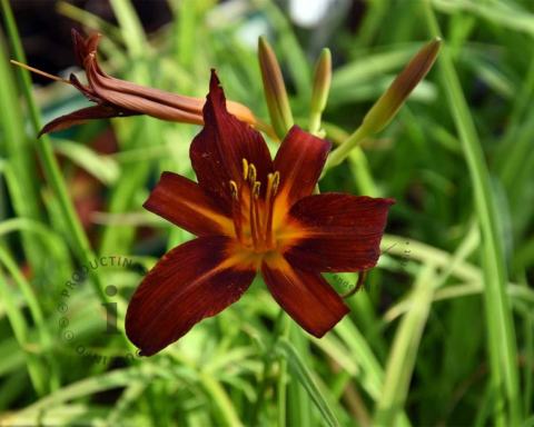 Foto van Daglelie ‘Sammy Russell’