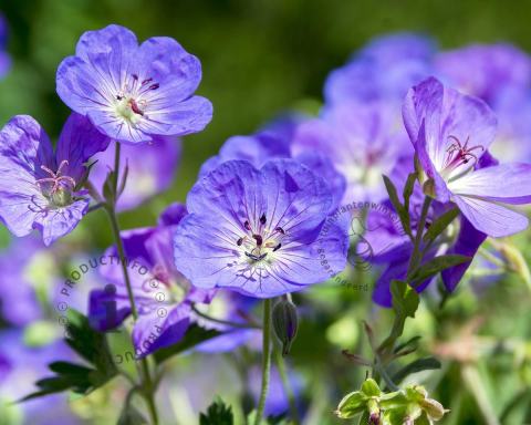Foto van Ooievaarsbek ‘Brookside’