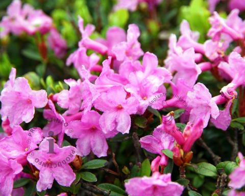 Foto van Rododendron ‘Anna Baldsiefen’