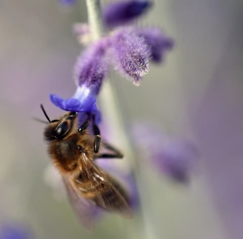 Foto van Reuzenlavendel