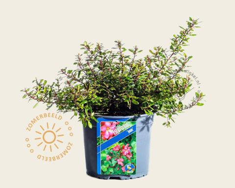 Foto van Escallonia ‘Jamie’