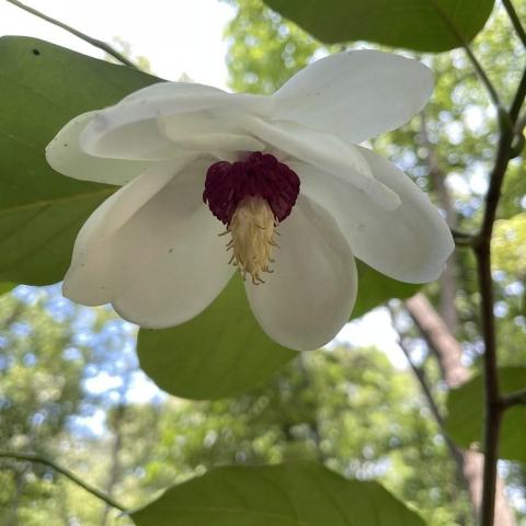 Foto van Chinese magnolia