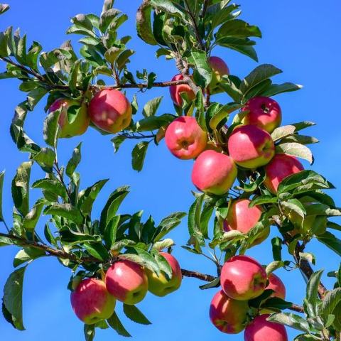 Foto van Malus 'Ambrosia'