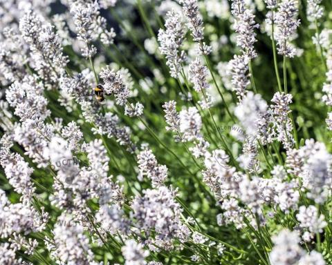 Foto van Witte lavendel ‘Edelweiss’
