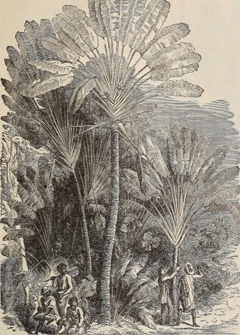 Foto van Koraalfontein