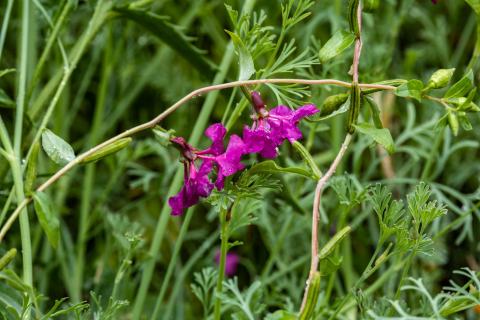 Foto van Sierlijke clarkia