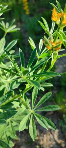 Foto van Gele lupine