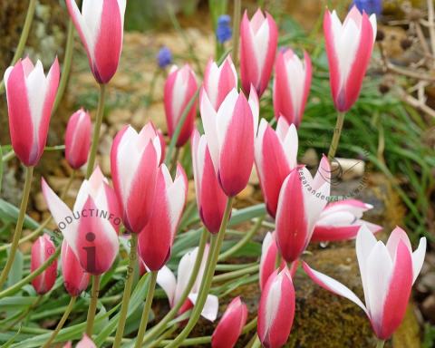 Foto van Tulp ‘Peppermint Stick’