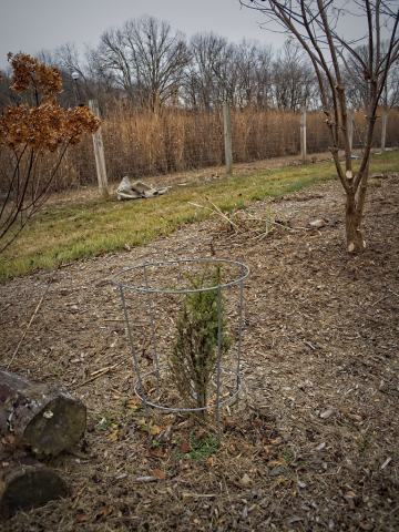 Foto van Juniperus 'Hibernica'