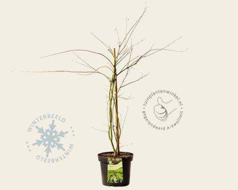 Foto van Japanse esdoorn ‘Emerald Lace’