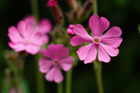 Foto van Dagkoekoeksbloem