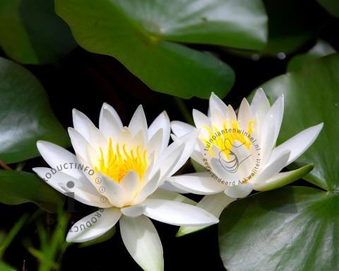 Foto van Waterlelie ‘Gladstoniana’