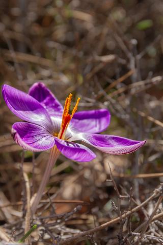 Foto van Corsicaanse krokus