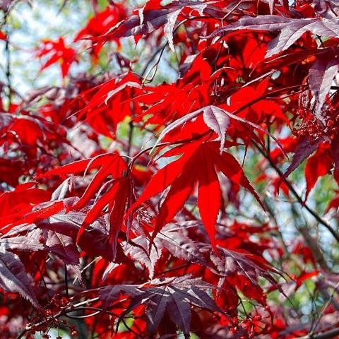 Foto van Acer 'Yubae'