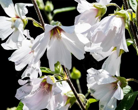 Foto van Struikmalva ‘Barnsley’
