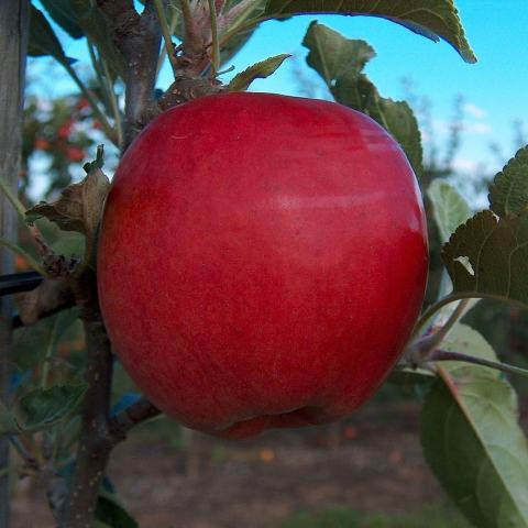 Foto van Malus 'Summerland'