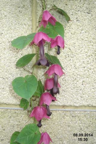Foto van Chinees purperklokje