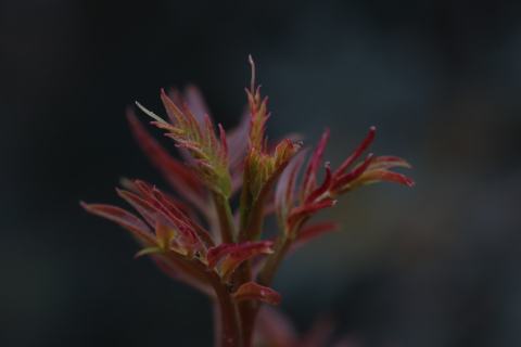 Foto van Mastiekboom