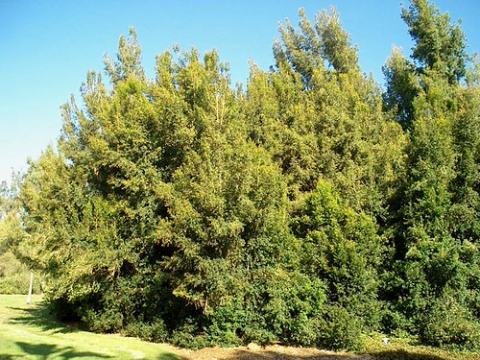 Foto van Magentakers