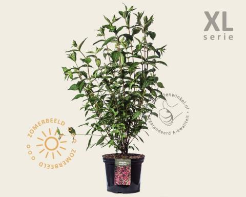 Foto van Weigela ‘Bristol Ruby’