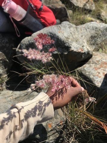 Foto van Natalgras
