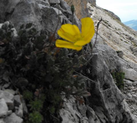 Foto van Alpenklaproos