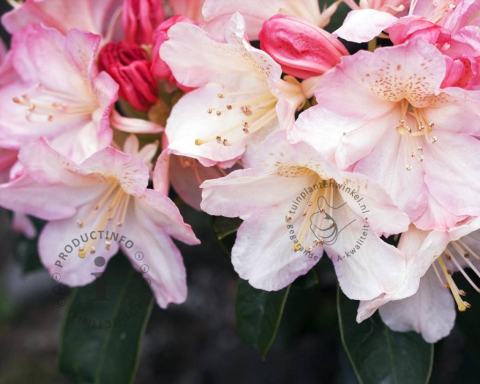 Foto van Rododendron ‘Percy Wiseman’