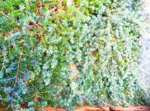 Foto van Jeneverbes ‘Blue Pacific’