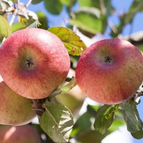 Foto van Malus 'Red Delicious'