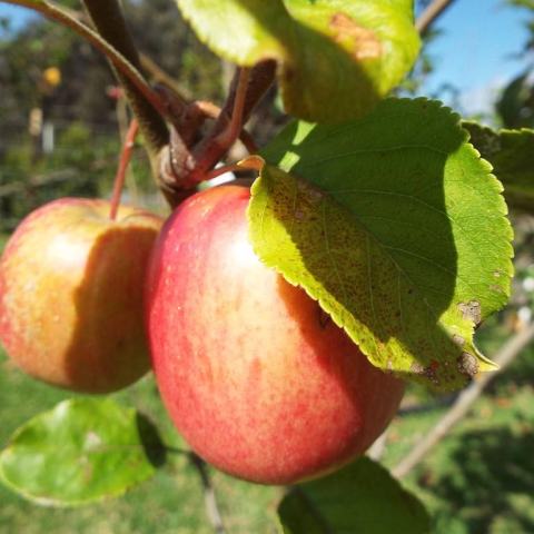 Foto van Malus 'Pink Lady'
