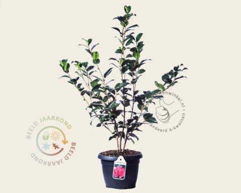 Foto van Camelia ‘Kramer's Supreme’