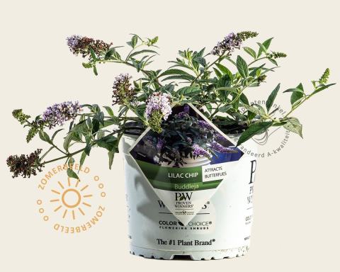 Foto van Vlinderstruik ‘Lilac Chip’